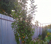 земля 11.65 сот СНТ Энергетик